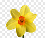 Сlipart Daffodil Single Flower Flower Single Object Yellow photo cut out BillionPhotos