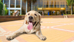 Сlipart labrador background paw white adult   BillionPhotos