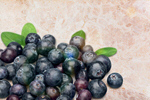 Сlipart blueberry blue berry bilberry background   BillionPhotos