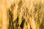 Сlipart Wheat Field Crop Harvesting Farm photo  BillionPhotos