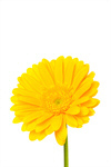 Сlipart Gerbera Daisy Daisy Yellow Single Flower Flower photo  BillionPhotos