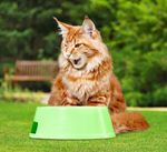 Сlipart food animal tongue color image vertical eat   BillionPhotos