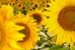Сlipart sunflower landscape agriculture background banner copy space   BillionPhotos
