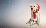 Сlipart pet dog animal white holiday   BillionPhotos