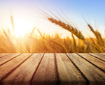 Сlipart corn field table background wood   BillionPhotos