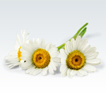 Сlipart Daisy Chamomile Flower Chamomile Plant White   BillionPhotos