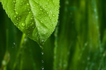 Сlipart Leaf Water Environmental Conservation Drop Green   BillionPhotos