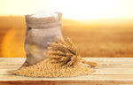 Сlipart grain wheat sack barley healthy   BillionPhotos