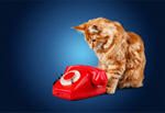 Сlipart Cat and phone contact retro cat poster   BillionPhotos