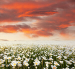 Сlipart flower spring nature summer floral   BillionPhotos