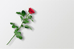 Сlipart red roses anniversary background beautiful   BillionPhotos