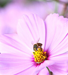Сlipart Bee Honey Honey Bee Single Flower Daisy photo  BillionPhotos