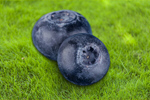 Сlipart blueberry fruit red blue black   BillionPhotos