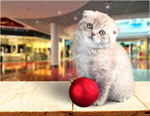 Сlipart Cat and christmas ball Domestic Cat Playing Kitten Ball   BillionPhotos