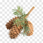 Сlipart Pine Cone Spruce Tree Plant Autumn Close-up photo cut out BillionPhotos