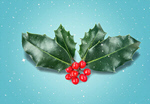 Сlipart holly christmas leaf xmas beautiful   BillionPhotos