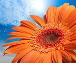 Сlipart Gerbera Daisy Orange Flower Single Flower Daisy   BillionPhotos