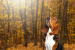 Сlipart puppy dog beagle nature outside   BillionPhotos