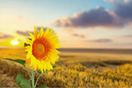 Сlipart Sunflower Single Flower Flower Daisy Plant   BillionPhotos