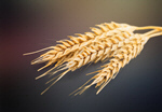 Сlipart agriculture bread cereal closeup crop   BillionPhotos