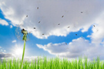 Сlipart Dandelion Air Environment Clean Nature   BillionPhotos