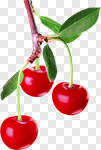 Сlipart Cherry Isolated Fruit Red Leaf photo cut out BillionPhotos