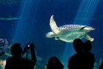 Сlipart Turtle Sea Green Sea Turtle Water Underwater photo  BillionPhotos