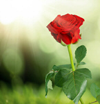 Сlipart flower nature love gift beauty   BillionPhotos