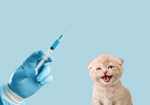 Сlipart cat vaccine injection adult animal   BillionPhotos