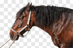 Сlipart fur black profile pets horse photo cut out BillionPhotos
