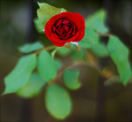 Сlipart Rose Valentine's Day Red Flower Single Flower photo free BillionPhotos