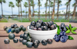Сlipart bilberry blueberry 1 2 3   BillionPhotos