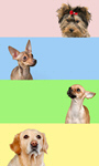 Сlipart pet banner collage dog happy   BillionPhotos