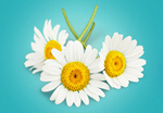 Сlipart Daisy Chamomile Flower Chamomile Plant White   BillionPhotos