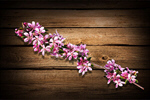 Сlipart spring flowers new year lunar blossom   BillionPhotos