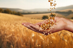 Сlipart wheat field hand cereal threshing   BillionPhotos