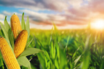 Сlipart corn plant food sky summer   BillionPhotos