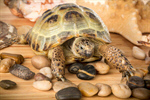 Сlipart Turtle Animal Pets Isolated Reptile photo  BillionPhotos