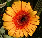 Сlipart Gerbera Daisy Flower Single Flower Daisy Spring photo free BillionPhotos