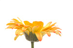 Сlipart Gerbera Daisy Daisy Single Flower Flower Head Flower photo  BillionPhotos