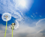 Сlipart Dandelion Dandelion Green Blowing Sowing Sky   BillionPhotos
