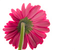 Сlipart Gerbera Daisy Daisy Single Flower Flower Head Flower photo  BillionPhotos