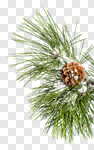 Сlipart Winter Pine Tree Pine Cone Snowing Landscape photo cut out BillionPhotos