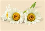 Сlipart Daisy Chamomile Flower Chamomile Plant White Isolated   BillionPhotos
