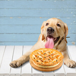 Сlipart thanksgiving animal apple apple pie autumn   BillionPhotos