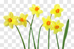 Сlipart Daffodil Spring Flower Blooming Sun photo cut out BillionPhotos