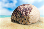 Сlipart seashell white aquarium background nautilus   BillionPhotos