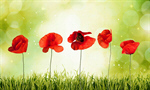 Сlipart Poppy Flower Red Spring Growth   BillionPhotos