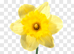 Сlipart Daffodil Single Flower Flower Single Object Yellow photo cut out BillionPhotos