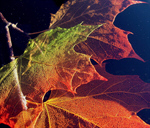 Сlipart Autumn Leaf Backgrounds Season Orange photo free BillionPhotos